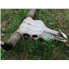 Image 2 : Longhorn Skull (29")