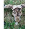 Image 3 : Longhorn Skull (29")