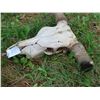 Image 4 : Longhorn Skull (29")