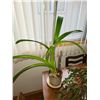 Image 2 : LOT OF 3 LIVE PLANTS