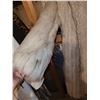 Image 8 : VINTAGE BLUE FOX FUR COAT HUDSON BAY CANADA WITH RECIPT