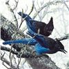 Image 3 : DON LI-LEGER STELLER JAYS LITHOGRAPH - LTD. SIGNED