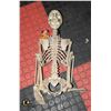 Image 1 : REPLICA SKELETON DECORATION NEW