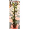 Image 1 : SILK PLANT 59"
