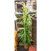 Image 1 : SILK WHEAT PLANT 5' TALL
