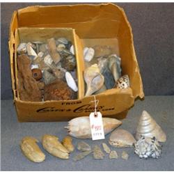 BOX LOT WITH ARROW HEADS, SEA LION TUSKS, SEA SHEL