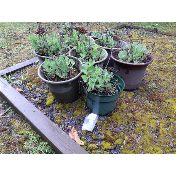 Succulent Plants Cat B