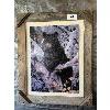 Image 1 : NO RESERVE  lot of 3 framed wildlife photos - 2 photos, 1 puzzle