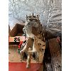 Image 1 : NO RESERVE Aluminum flathead Ford intake