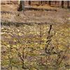 Image 2 : Inam Original Oil Painting On Canvas