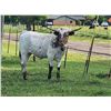 Image 1 : LMR Gracefully Tuff