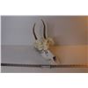 Image 1 : Deer Skull w/Antlers - Flowers