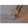 Image 2 : Deer Skull w/Antlers - Flowers