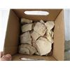 Image 4 : Box of Fossils in Sandstone Found in Saskatchewan