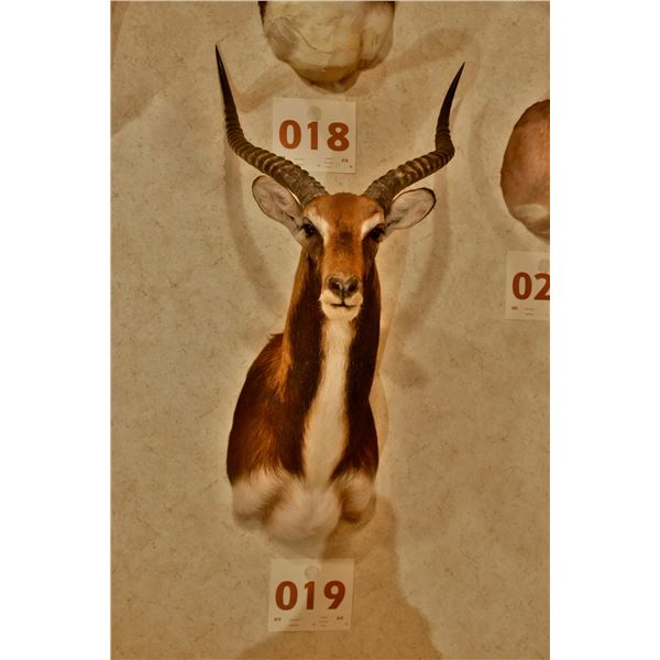 Black Lechwe