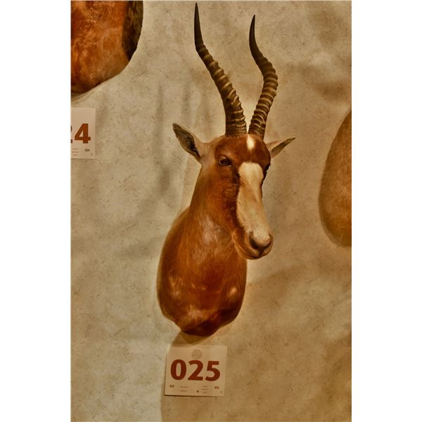 Blesbok