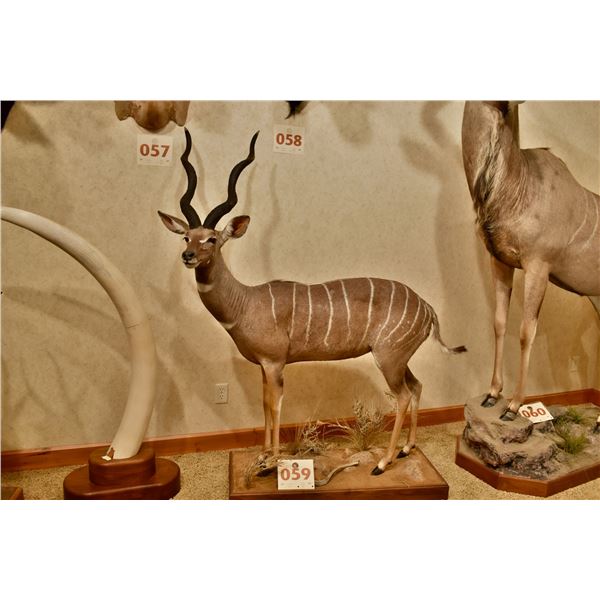 Lesser Kudu