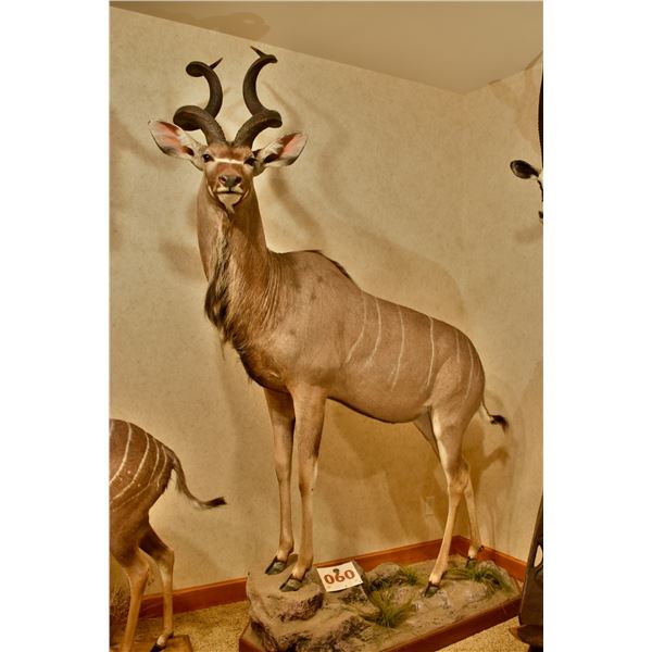 Greater Kudu