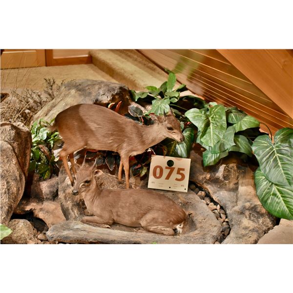 Blue Duiker, male and female