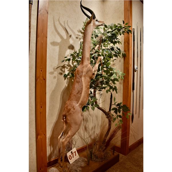 Southern Gerenuk