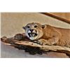 Image 4 : Mountain Lion