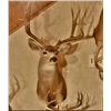 Image 2 : Desert Mule Deer