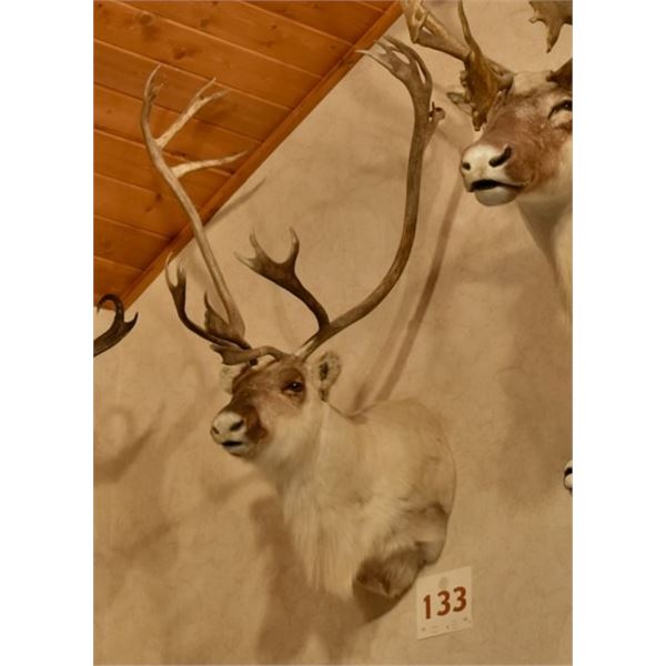 Arctic Islands Caribou