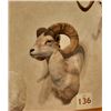 Image 2 : Desert Bighorn Sheep