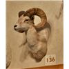 Image 3 : Desert Bighorn Sheep