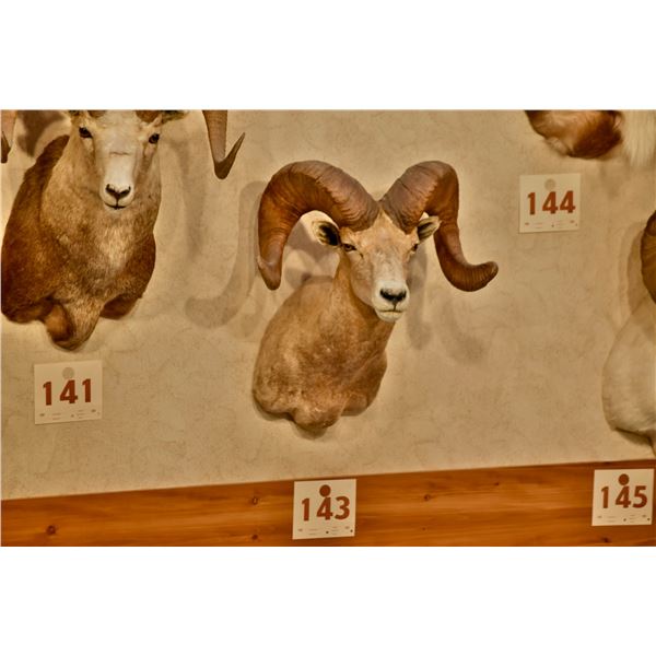 Desert Bighorn Sheep