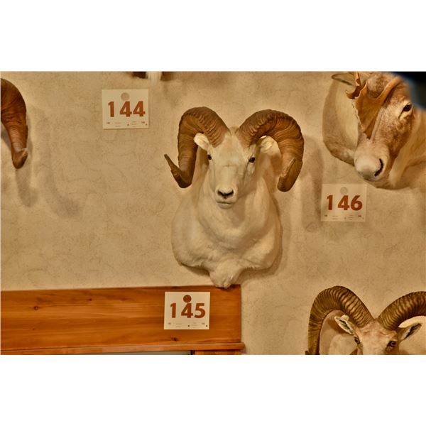 Dall Sheep