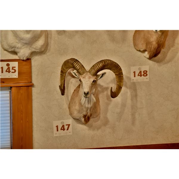 TransCaspian Urial Sheep