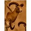 Image 2 : Armenian Mouflon Sheep