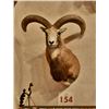 Image 1 : Armenian Mouflon Sheep