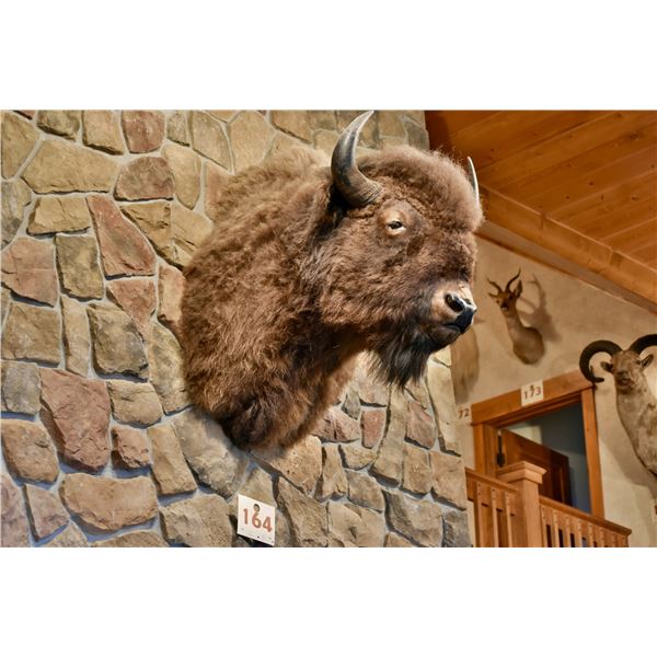 Bison