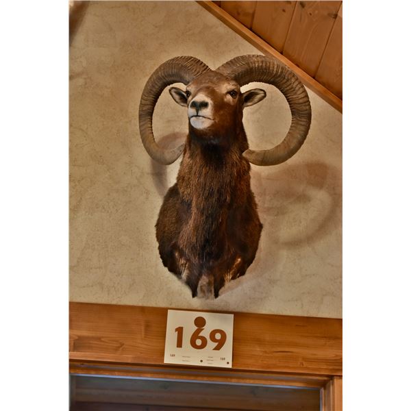 Iberian Mouflon Sheep