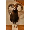 Image 2 : Iberian Mouflon Sheep