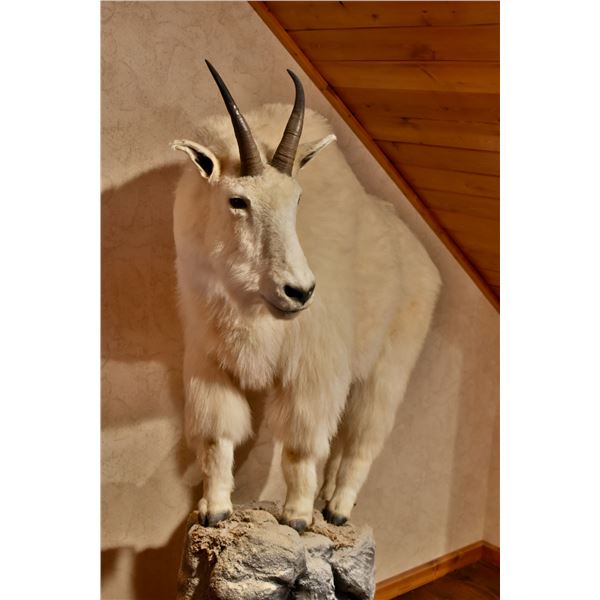 Mountain Goat