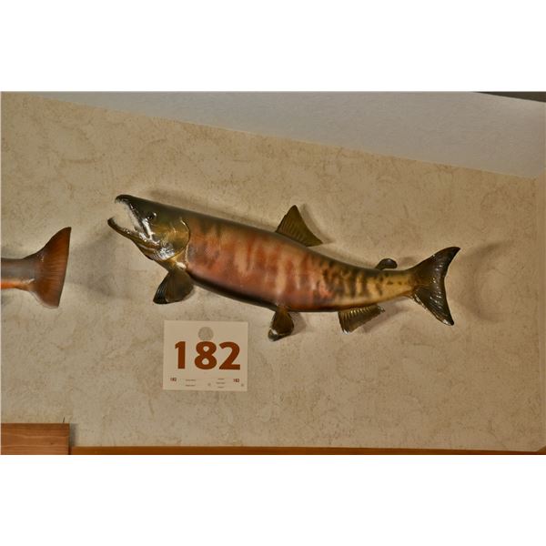 Chum (or Dog) Salmon, real