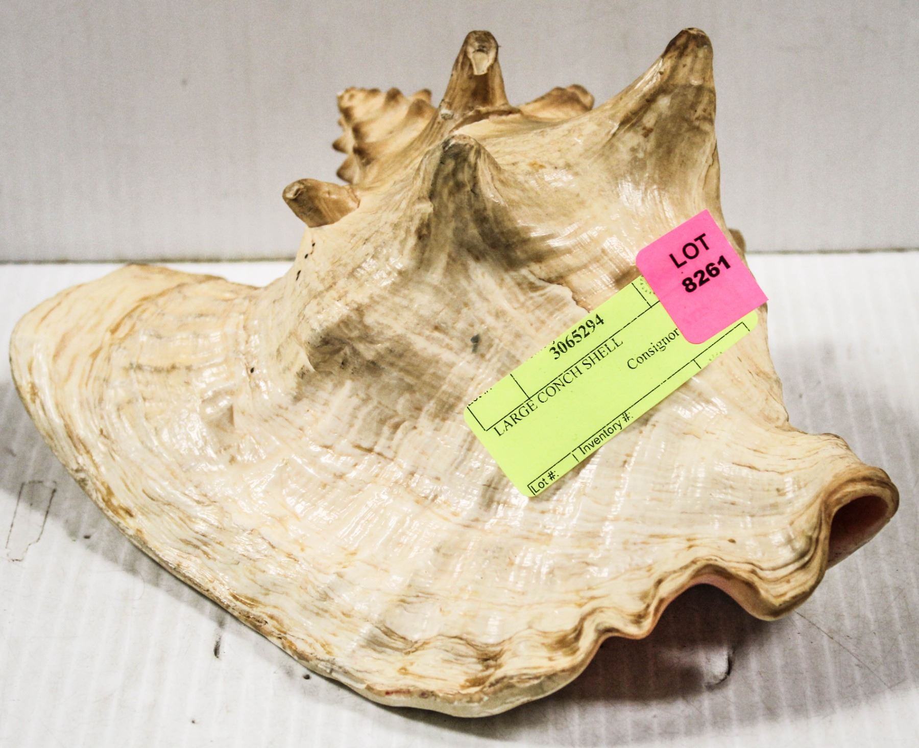 LARGE CONCH SHELL