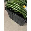 Image 4 : 3 Lengths of Garden Hose in Plastic Tub - Well over 50' each; tub has broken handle