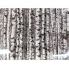 Image 2 : 13.7 M of New 100% Cotton Birch Trees Fabric