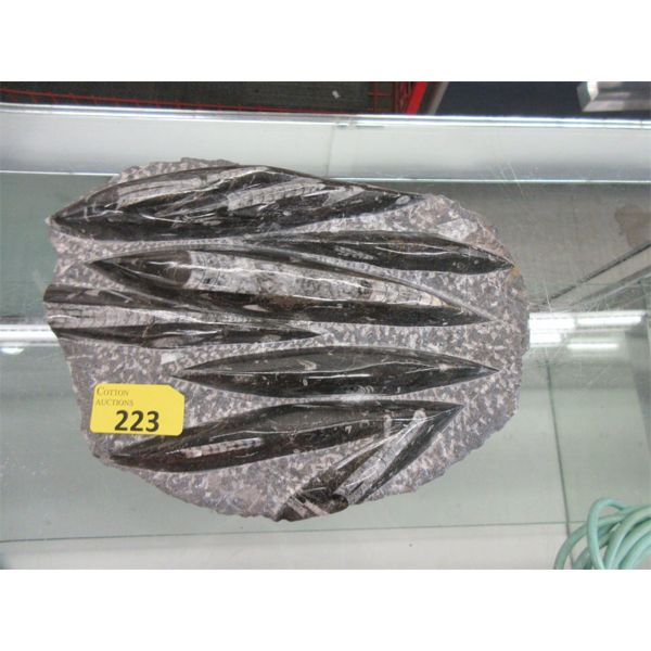 Carved Orthoceras Fossil Formation - 2" x 12" x 9"