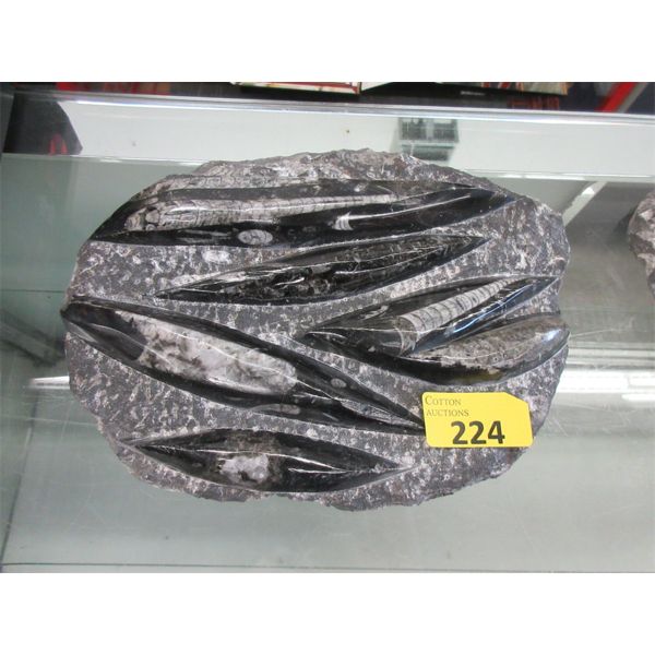 Carved Orthoceras Fossil Formation - 2" x 10" x 9"