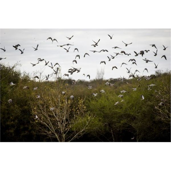 4 Day Dove Hunt for 4