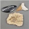 Image 2 : Fossils Lot - Orthoceras, Otodus Shark, Fish Fossil, & Crinoid Stem