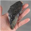 Image 1 : Authentic Megalodon Shark Tooth Fossil - South Carolina