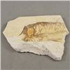 Image 2 : Authentic Fish Fossil - Wyoming USA