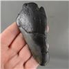 Image 1 : Authentic Megalodon Shark Tooth Fossil - South Carolina USA