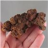 Image 1 : Large Coprolite Fossil (Fossilized Dino Poop) - Madagascar